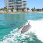 Dolphins spotted during a Destin dolphin sightseeing cruise