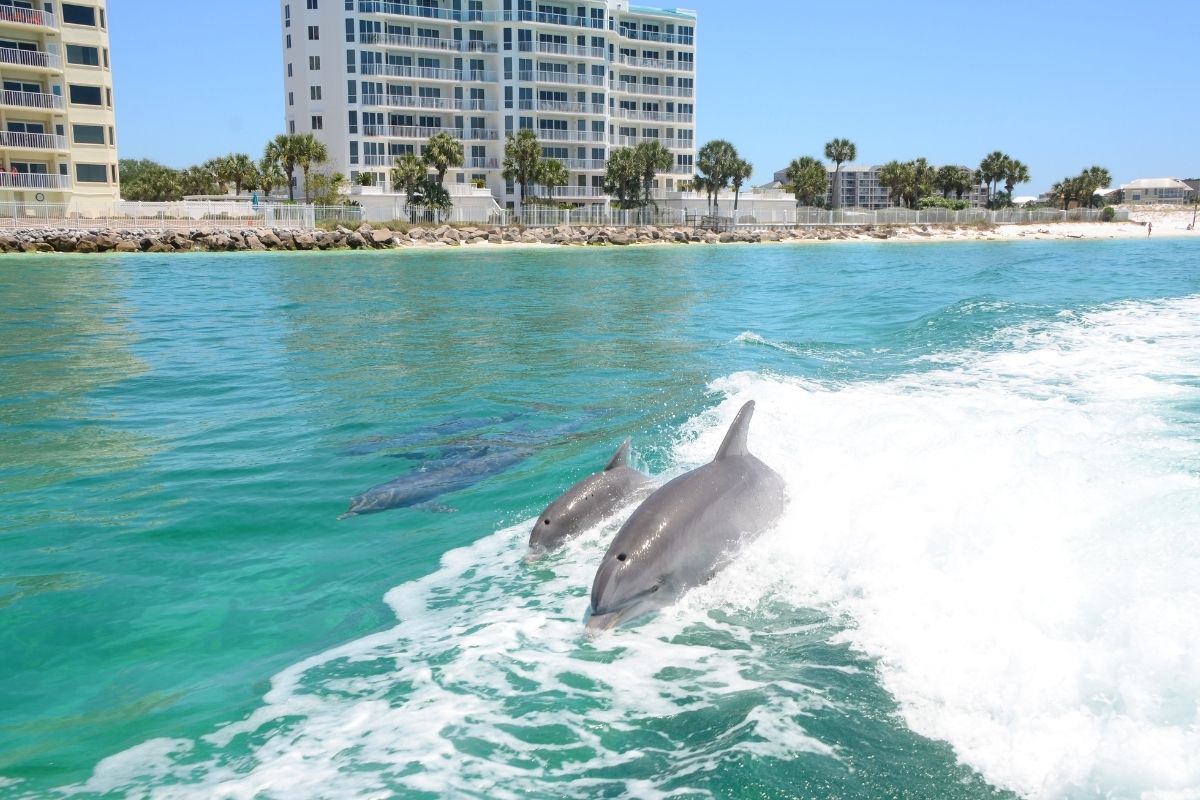 Dolphins spotted on a Destin sightseeing tour