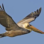 Parasailing with the pelicans in Destin