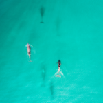 dolphins seen while parasailing in Destin