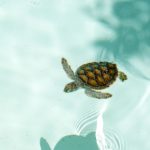 sea turtle spotted on a Destin dolphin watching cruise