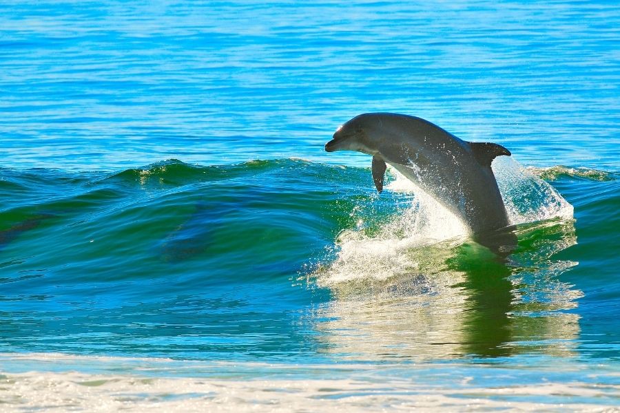 dolphin at the Okaloosa Island Boardwalk