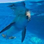 dolphin encounter at Gulfarium Marine Adventure Park
