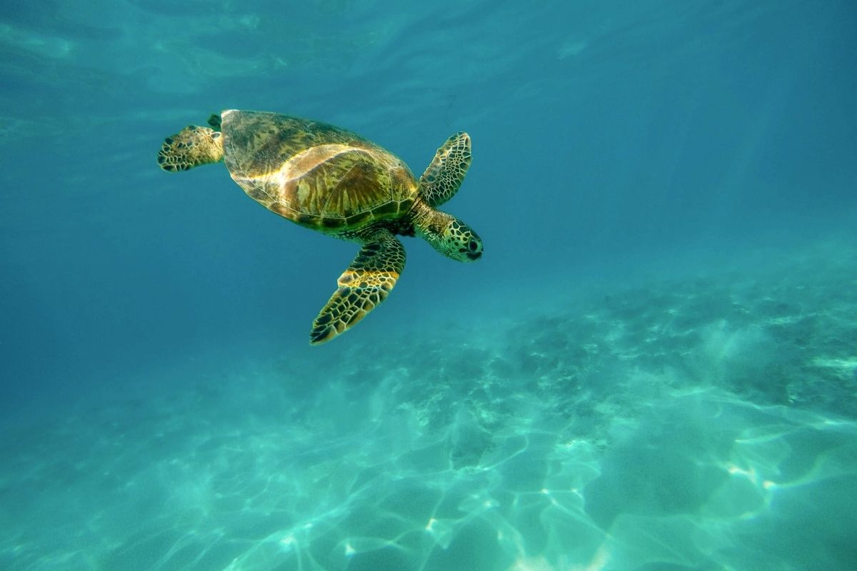 sea turtle spotted at Crab Island