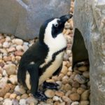 penguin exhibit at The Gulfarium