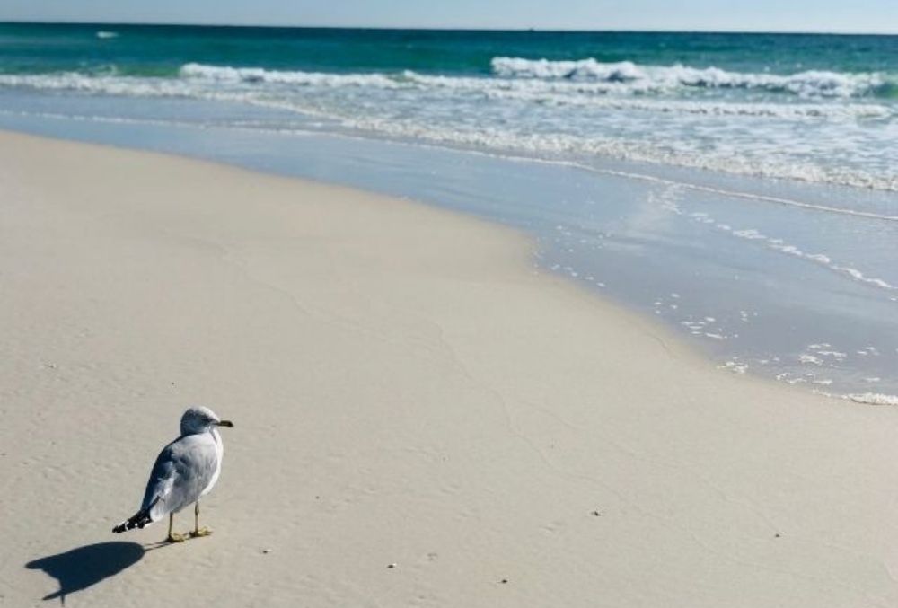 seagull at Henderson Beach State Park